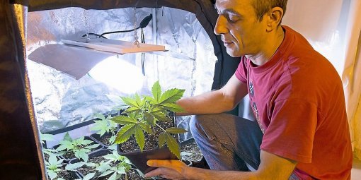 Cannabis Social Clubs : ils militent pour la légalisation de leur activité