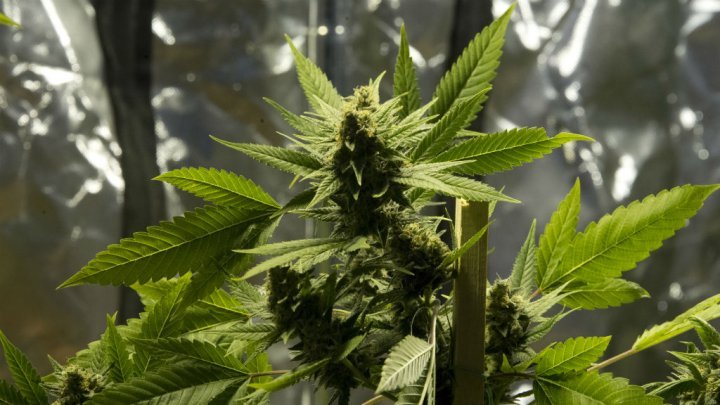 En Uruguay, le secteur du cannabis prend son envol