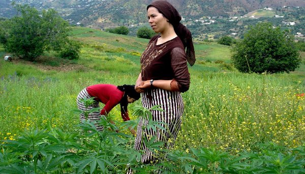 Maroc - Dépénalisation du cannabis : les parlementaires s'en mêlent