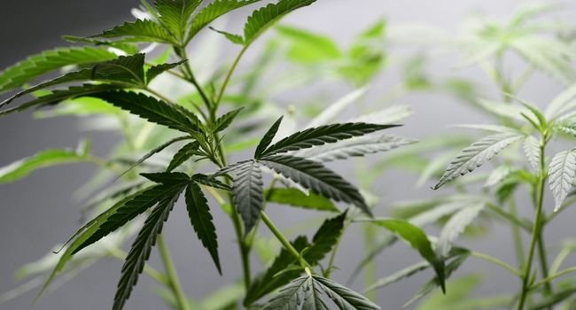Uruguay: la date de début de la vente de cannabis en pharmacies annoncée "sous peu"