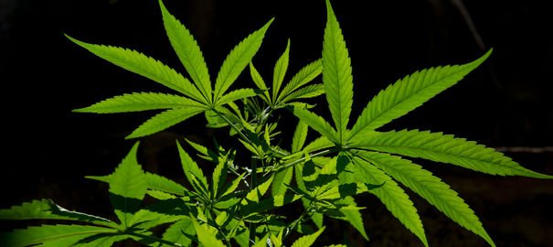 États-Unis: une première pub pour le cannabis médical assez surprenante
