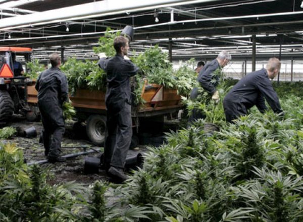 Suisse: Les cantons veulent autoriser quatre plants de cannabis par personne