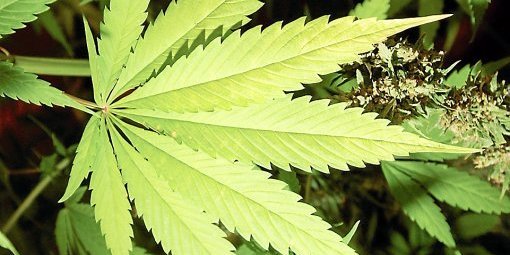 Relaxe d'un consomateur " Canet : l’ex-toubib fumait du cannabis pour soulager ses douleurs"
