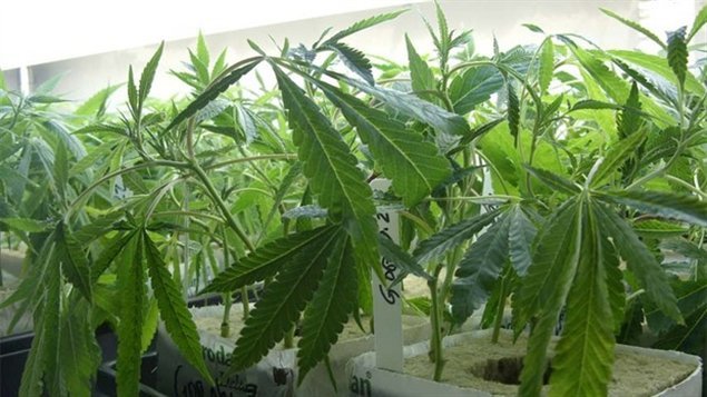 Santé Canada n'inspecte pas les plantations de cannabis à des fins médicales
