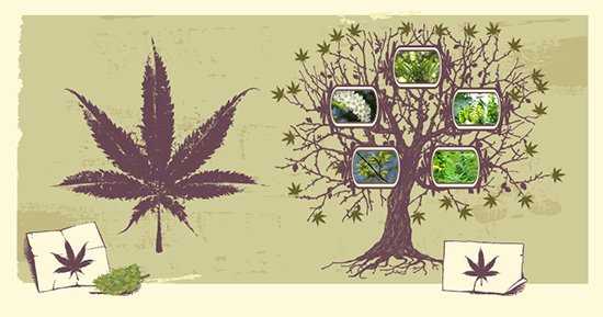 L’arbre généalogique du cannabis – une introduction à la phylogénie