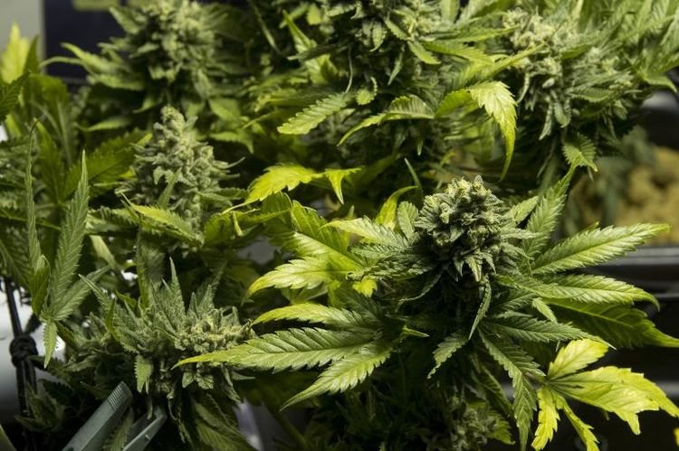Fumer Du Cannabis Devient Légal À Washington