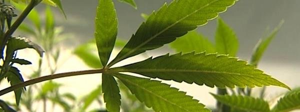 Trois pays avancent vers l’autorisation du cannabis thérapeutique