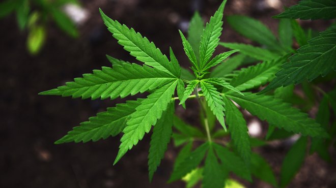 Belgique - Un fumeur nous présente ses plants de cannabis: "Je préfère cultiver moi-même dans mon jardin, c’est plus facile"