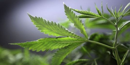 Etats-Unis : Washington, DC, votera en novembre sur la légalisation du cannabis