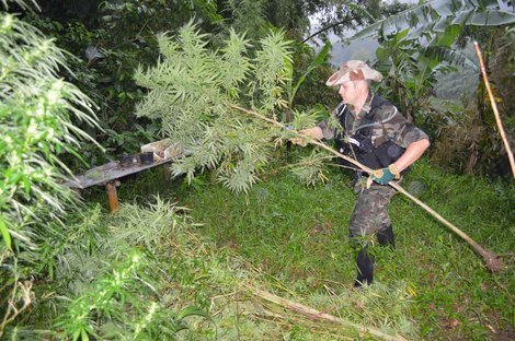 Cancer du poumon chez les jeunes calédoniens: le cannabis cultivé en zones polluées incriminé.