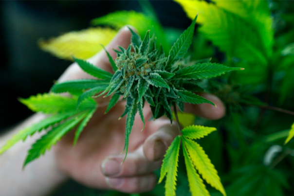Daniel Vaillant : “Il est urgent d’ouvrir un débat dépassionné sur le cannabis”
