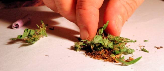 À quand une taxe sur le cannabis ?