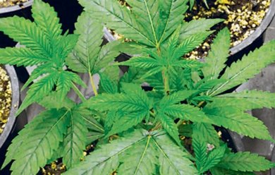 Cannabis : pourquoi il faut "organiser la commercialisation de la drogue"