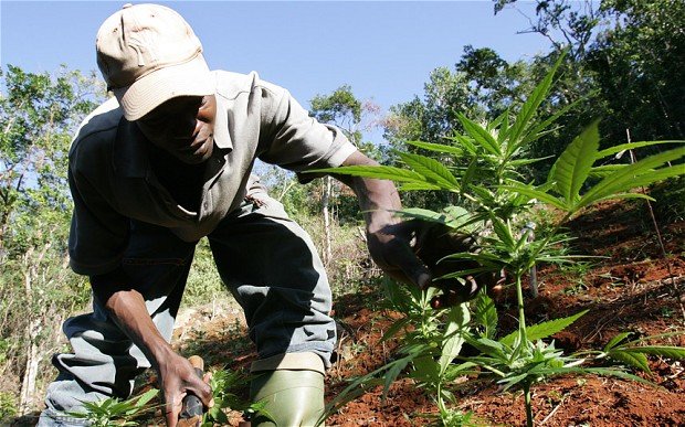 La visite des plantations de cannabis Jamaïcaine attirent les voyageurs