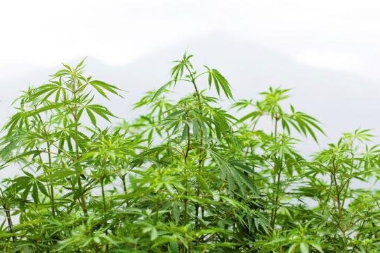 Le cannabis : une plante médicinale encore taboue