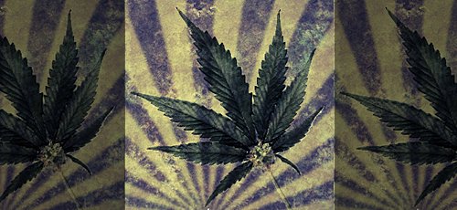 Des centaines d’économistes estiment la prohibition du cannabis extrêmement coûteuse, sa légalisation rapporterait des milliards