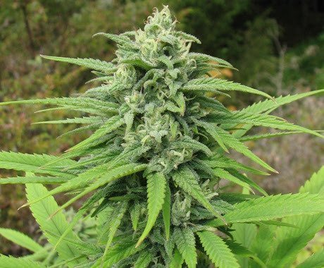 Early Grape Berry