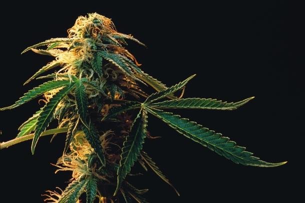 Top 10 des trucs que vous ne saviez pas sur la Marijuana