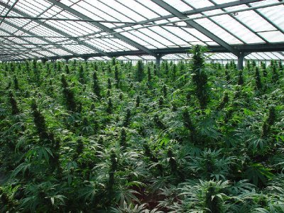 Etats-Unis cherchent saisonniers pour récolter du cannabis !
