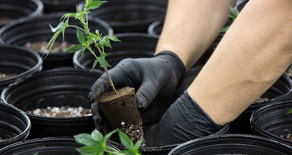 Cannabis : les premières leçons de la légalisation aux Etats-Unis