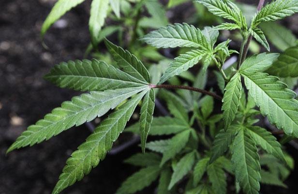 Une proposition de loi visant à légaliser l’usage du cannabis déposée ce mardi