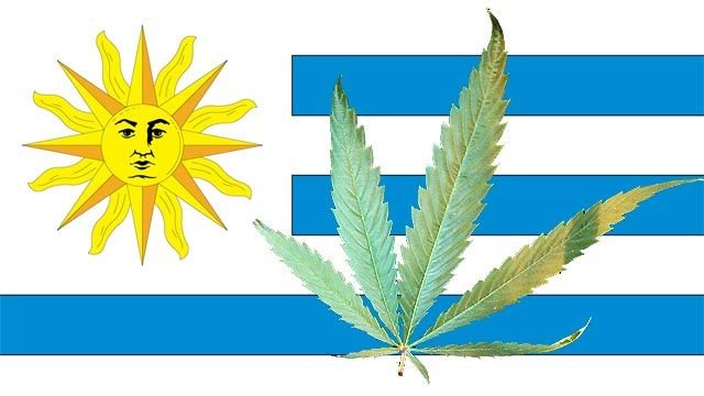 En Uruguay, la légalisation du cannabis ne résout pas tout