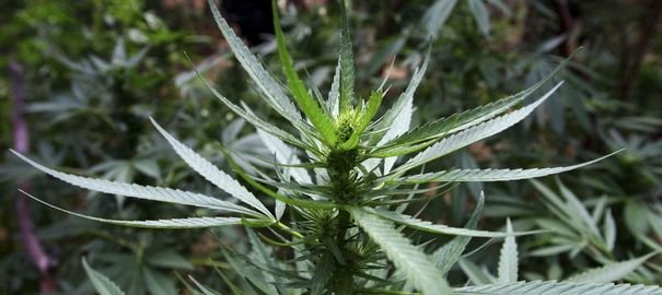 Légalisation du cannabis: La France peut elle imiter l'Uruguay