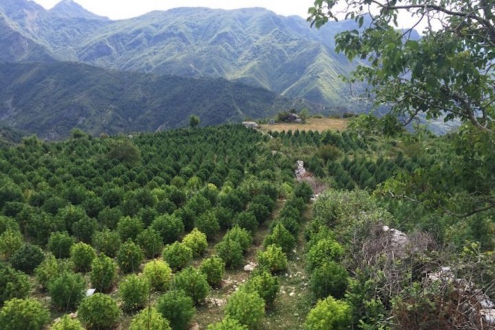 L’Europe compte un grand producteur de cannabis : l’Albanie