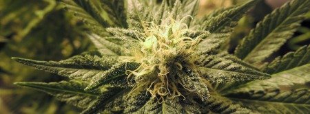 Législation du cannabis : l'herbe folle en débat