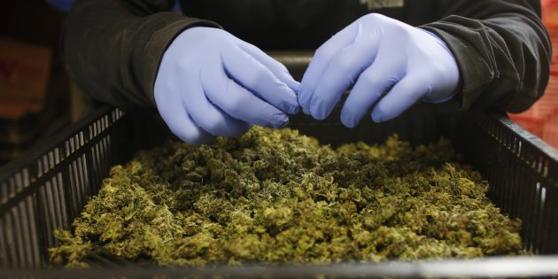 Comment la régulation du cannabis permettrait des politiques en matière de drogues plus efficaces