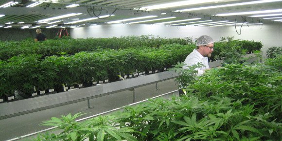 Les mines canadiennes se diversifient dans...le cannabis