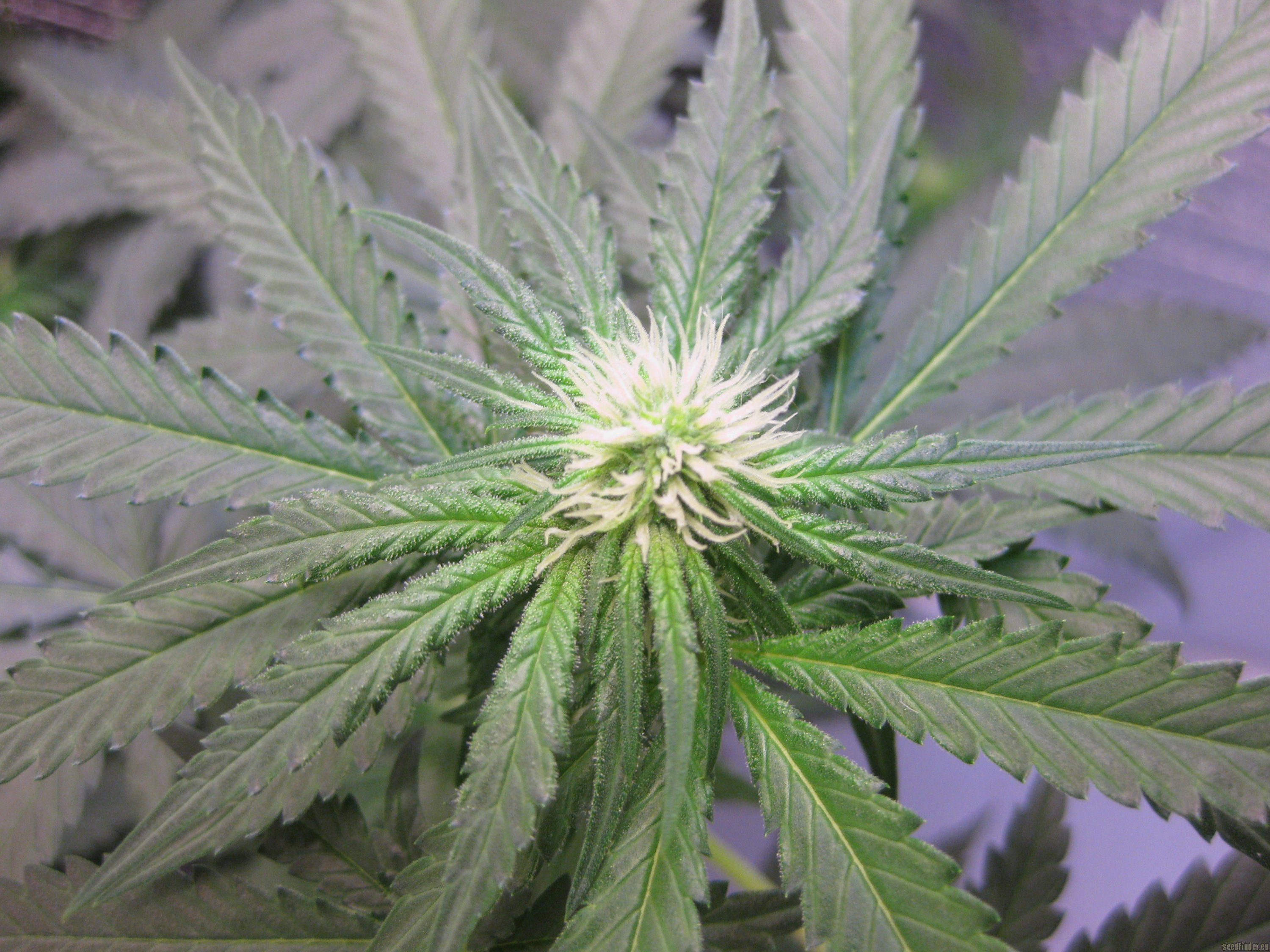 Canada - Produits comestibles  au cannabis et haschisch viendraient un an après la loi et Pas de limite de hauteur pour les plants.