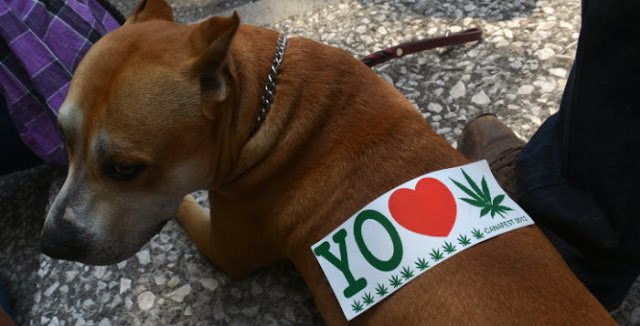 USA : La commercialisation de croquettes pour chien enrichies au cannabis fait débat