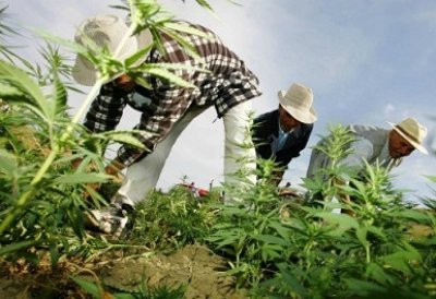 Le Maroc en faillite va légaliser la culture du cannabis