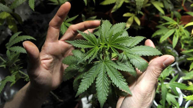 Canada - Faire pousser de la marijuana : les propriétaires veulent décider pour leurs locataires