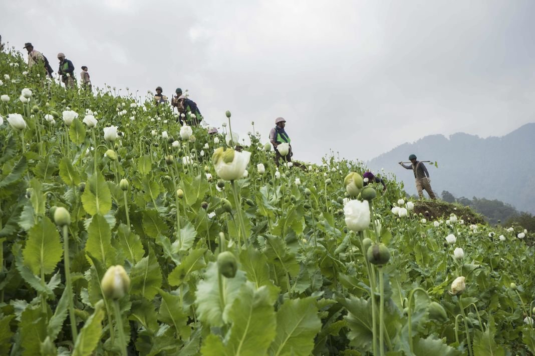 Drogues : l’ONU défend la fin du tout répressif