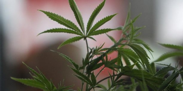 Cannabis : l’État doit-il devenir dealer ?