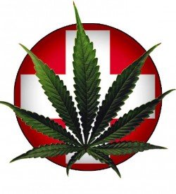 Cannabis médical : Baisse du nombre de morts à cause des antalgiques