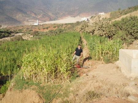 Maroc : Des champs de cannabis loués au nom du ministère des Habous ?