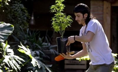 La légalisation du cannabis avance chez les Latinos