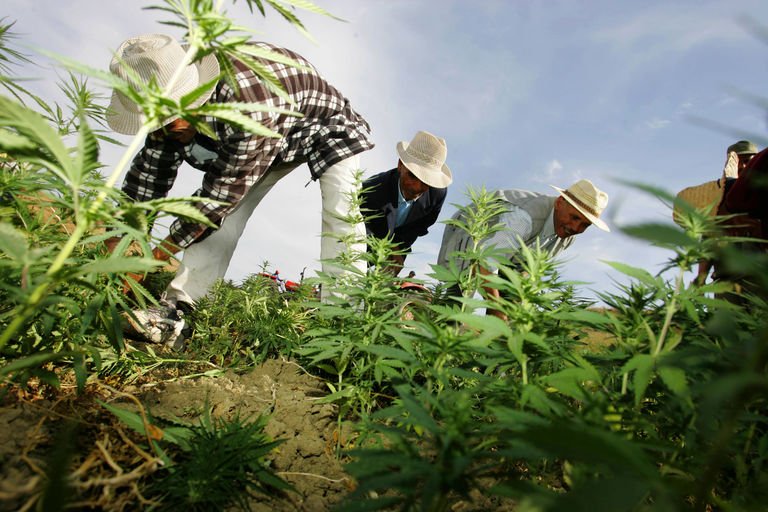 Algérie : pénurie de cannabis dans les rues de la capitale