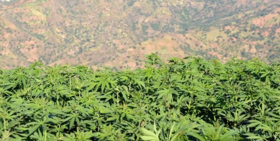 Marijuana - Tout à gagner au Maroc !