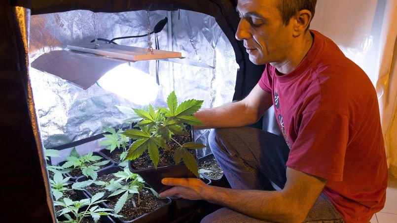 Le cannabis «bio» et local se développe en France