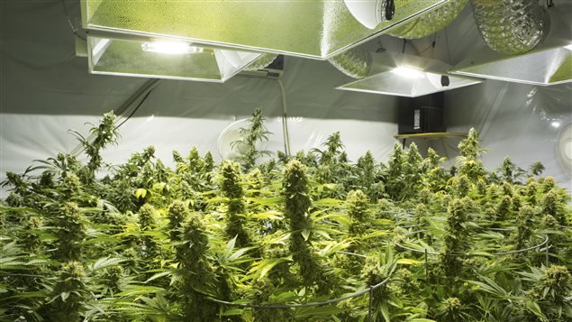 Une école canadienne lance un cursus de “production de marijuana”