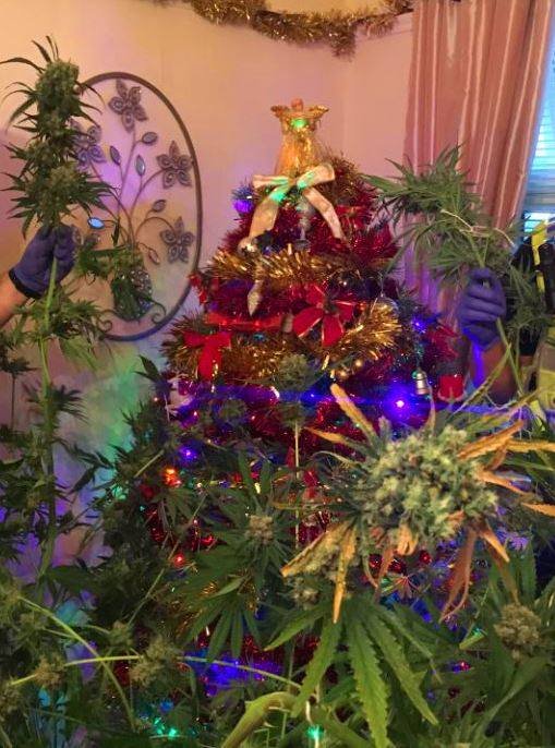 Angleterre : Ils déguisent leur plant de cannabis en sapin de Noël
