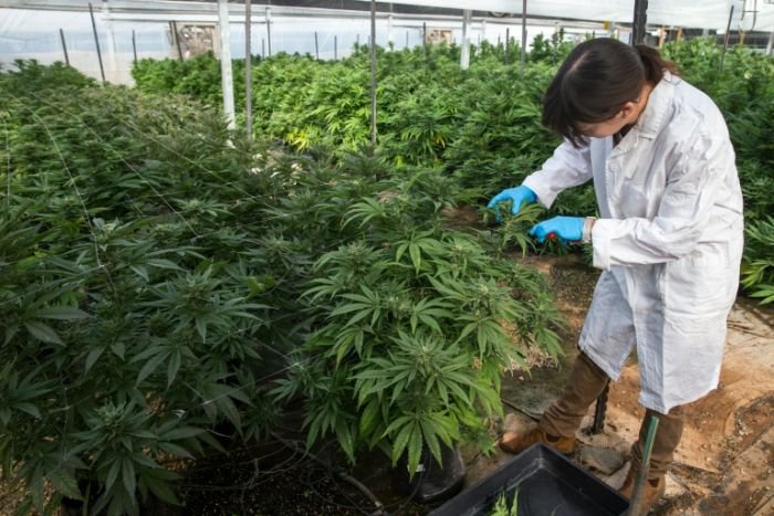 Israël devient leader mondial du cannabis médical