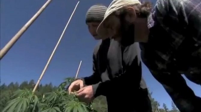 Too High to Fail : une enquête sur l'industrie du cannabis légal aux USA