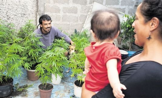 Uruguay : une révolution en herbe