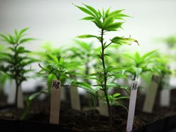 Canada:  Producteurs de Cannabis à des fins thérapeutiques recherchés