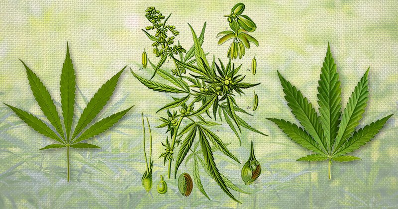 Appellation Cannabis : le débat « indica / sativa »